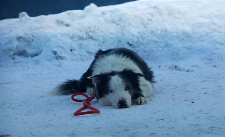 Анатомия падения (2023) скачать торрент файл Анатомия падения (2023) фильм скачать торрент файл