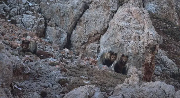 В поисках снежного барса (2021) скачать торрент файл В поисках снежного барса (2021) фильм скачать торрент файл