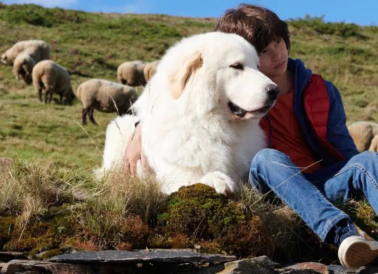 Белль и Себастьян: Новое поколение (2022) в хорошем качестве скачать торрент файл Белль и Себастьян: Новое поколение (2022) фильм в хорошем качестве скачать торрент файл