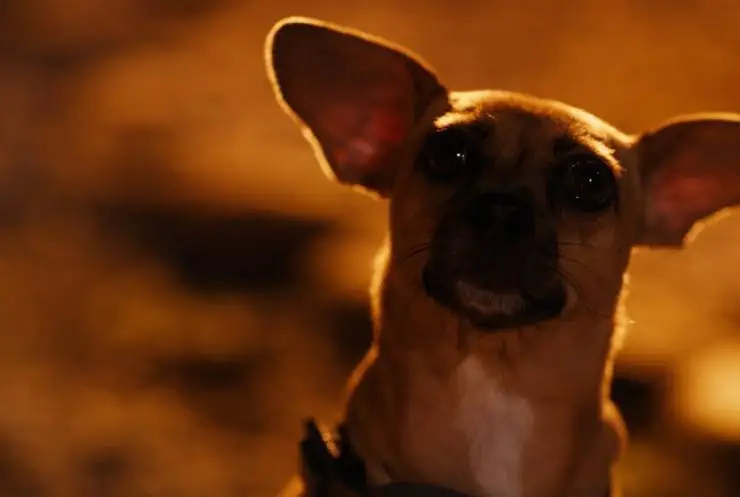 Хвостатые пришельцы (2023) скачать торрент бесплатно Хвостатые пришельцы (2023) фильм скачать торрент бесплатно