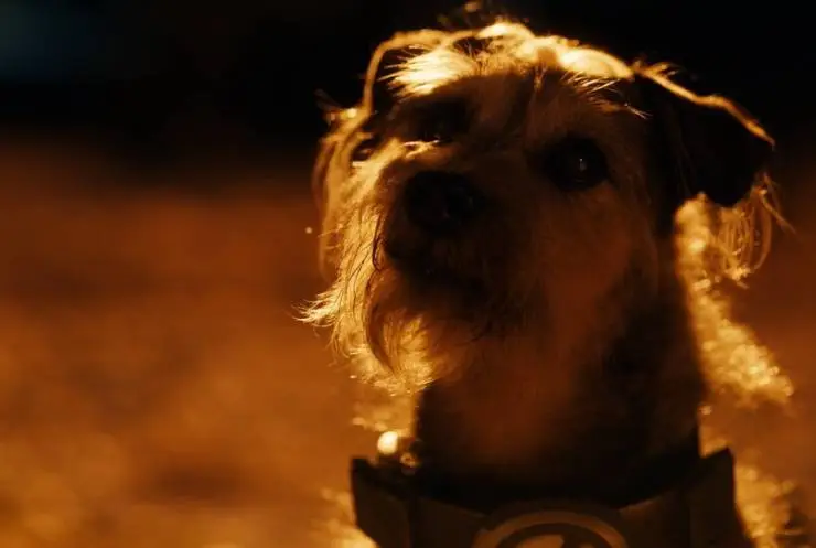 Хвостатые пришельцы (2023) скачать торрент файл Хвостатые пришельцы (2023) фильм скачать торрент файл