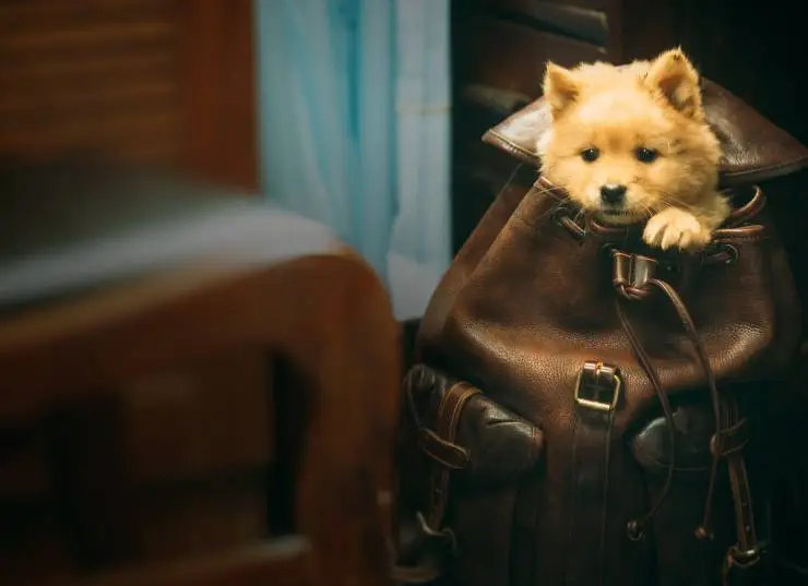 Мой Хатико (2023) скачать торрент файл Мой Хатико (2023) фильм скачать торрент файл