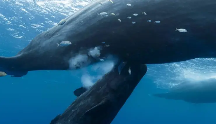 Киты: Стражи планеты (2023) скачать торрент файл Киты: Стражи планеты (2023) фильм скачать торрент файл