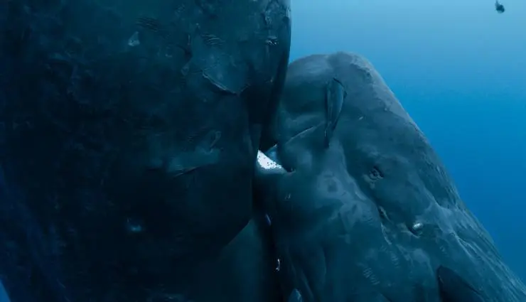 Киты: Стражи планеты (2023) скачать торрент бесплатно Киты: Стражи планеты (2023) фильм скачать торрент бесплатно