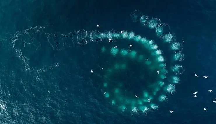 Киты: Стражи планеты (2023) в хорошем качестве скачать торрент файл Киты: Стражи планеты (2023) фильм в хорошем качестве скачать торрент файл