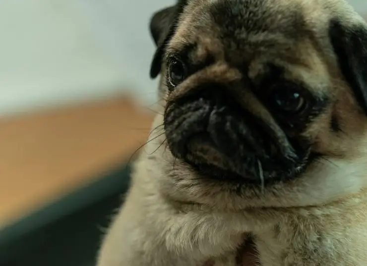 Мой пёс Руни (2023) скачать торрент бесплатно Мой пёс Руни (2023) фильм скачать торрент бесплатно