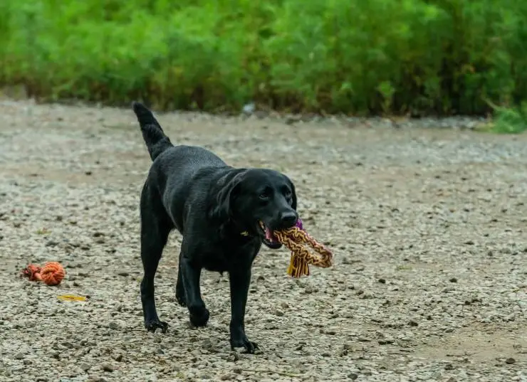 Мой пёс Руни (2023) в хорошем качестве скачать торрент файл Мой пёс Руни (2023) фильм в хорошем качестве скачать торрент файл