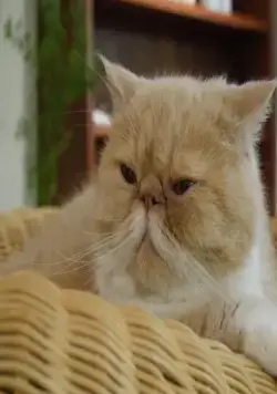 Кошки Японии (2017) в хорошем качестве скачать торрент файл Кошки Японии (2017) сериал в хорошем качестве скачать торрент файл