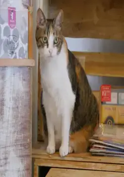 Кошки Японии (2017) скачать торрент файл Кошки Японии (2017) сериал скачать торрент файл