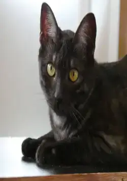 Кошки Японии (2017) скачать торрент бесплатно Кошки Японии (2017) сериал скачать торрент бесплатно