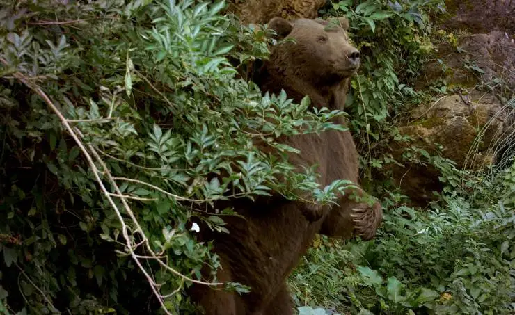 Линцесса. Тайны леса (2023) скачать торрент бесплатно Линцесса. Тайны леса (2023) фильм скачать торрент бесплатно