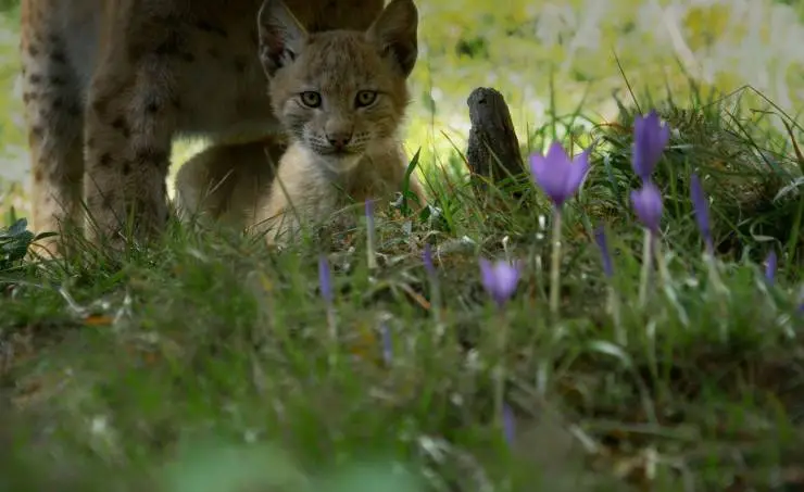 Линцесса. Тайны леса (2023) скачать торрент файл Линцесса. Тайны леса (2023) фильм скачать торрент файл