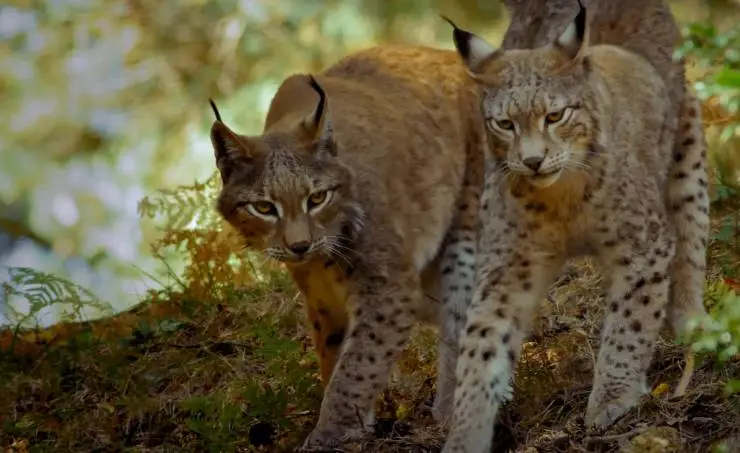 Линцесса. Тайны леса (2023) в хорошем качестве скачать торрент файл Линцесса. Тайны леса (2023) фильм в хорошем качестве скачать торрент файл