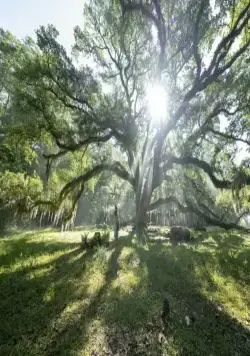 Там, где раки поют (2022) в хорошем качестве скачать торрент файл Там, где раки поют (2022) фильм в хорошем качестве скачать торрент файл