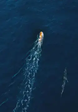 Челюсти. Столкновение (2022) скачать торрент бесплатно Челюсти. Столкновение (2022) фильм скачать торрент бесплатно