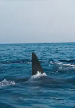 Челюсти. Столкновение (2022) в хорошем качестве скачать торрент файл Челюсти. Столкновение (2022) фильм в хорошем качестве скачать торрент файл