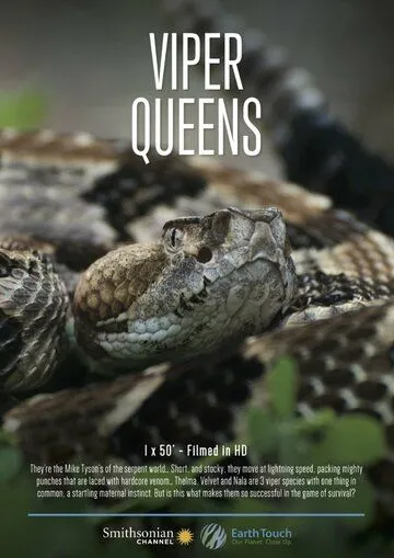 Королевы гадюк / Viper Queens (2016) фильм скачать через торрет бесплатно в хорошем качестве
