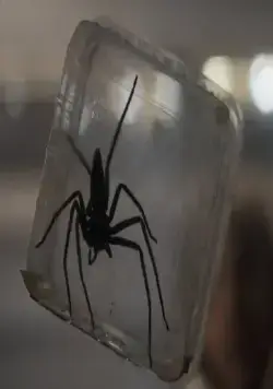 Паутина страха (2023) скачать торрент бесплатно Паутина страха (2023) фильм скачать торрент бесплатно