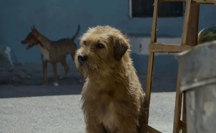 Артур, ты король (2024) скачать торрент бесплатно Артур, ты король (2024) фильм скачать торрент бесплатно