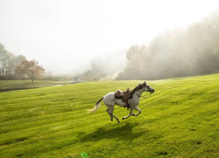Галопом к мечте (2022) в хорошем качестве скачать торрент файл Галопом к мечте (2022) фильм в хорошем качестве скачать торрент файл
