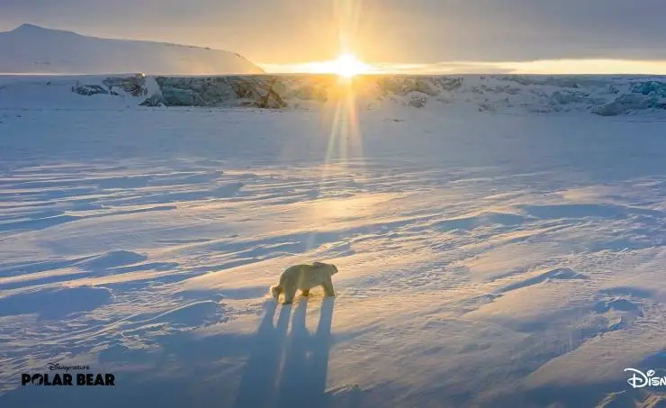 Белая медведица (2022) скачать торрент файл Белая медведица (2022) фильм скачать торрент файл