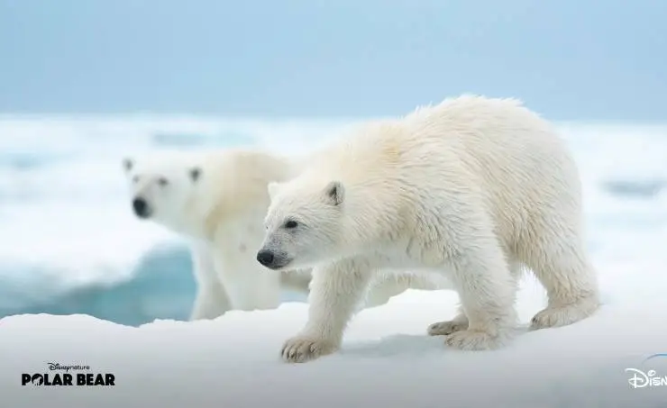 Белая медведица (2022) скачать торрент бесплатно Белая медведица (2022) фильм скачать торрент бесплатно