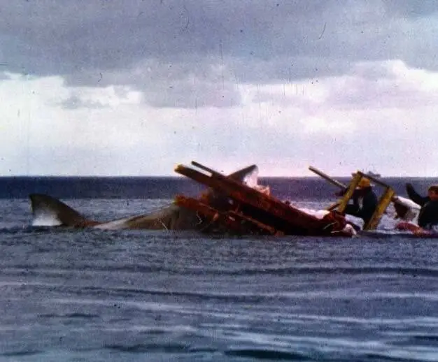 Последняя акула (1981) в хорошем качестве скачать торрент файл Последняя акула (1981) фильм в хорошем качестве скачать торрент файл