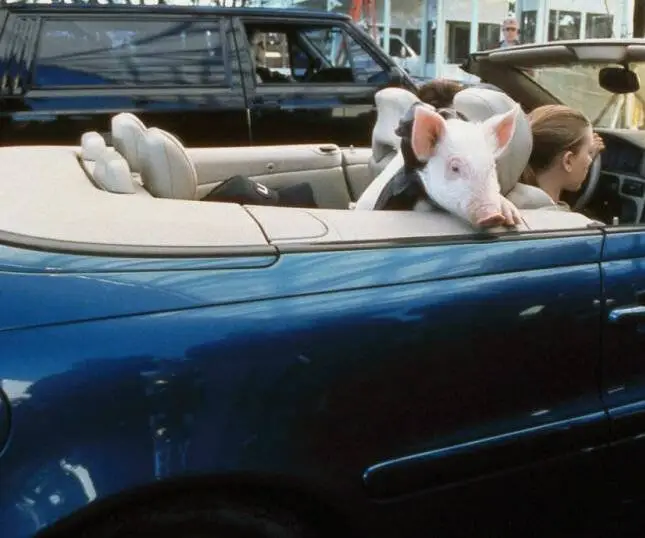 Мой братец Бейб (1999) скачать торрент файл Мой братец Бейб (1999) фильм скачать торрент файл