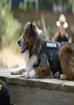 Руби, собака-спасатель (2022) скачать торрент файл Руби, собака-спасатель (2022) фильм скачать торрент файл