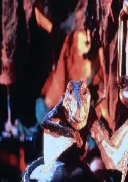 Приключения в городе динозавров (1991) скачать торрент бесплатно Приключения в городе динозавров (1991) фильм скачать торрент бесплатно