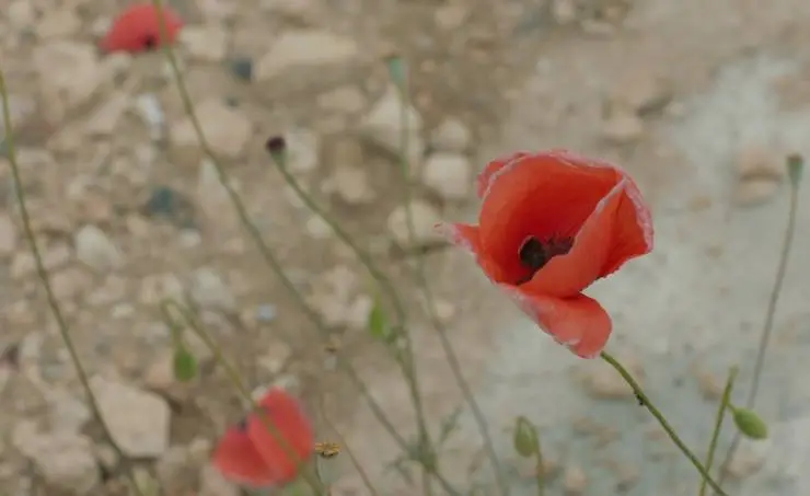 Солнце будет завтра (2021) скачать торрент файл Солнце будет завтра (2021) фильм скачать торрент файл