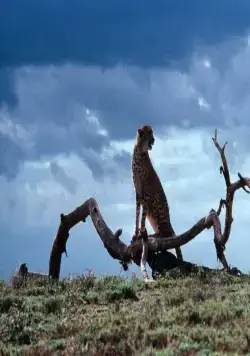 Гепард (1989) скачать торрент файл Гепард (1989) фильм скачать торрент файл