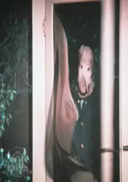 Город, который боялся заката (1976) скачать торрент бесплатно Город, который боялся заката (1976) фильм скачать торрент бесплатно