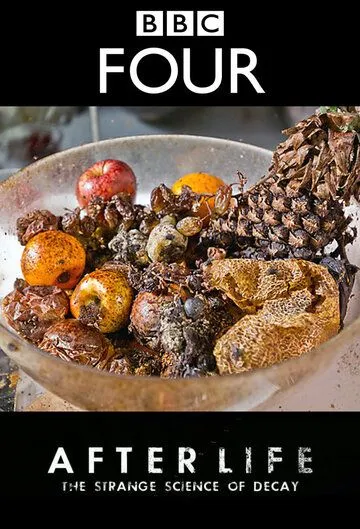 После смерти: Загадочная наука разложения / After Life: The Strange Science of Decay (2011) фильм скачать через торрет бесплатно в хорошем качестве