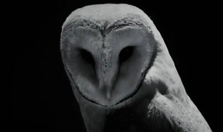 Видеофобия (2019) скачать торрент бесплатно Видеофобия (2019) фильм скачать торрент бесплатно