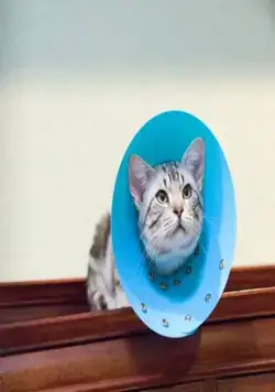 Кот по имени Гу-Гу (2008) скачать торрент файл Кот по имени Гу-Гу (2008) фильм скачать торрент файл