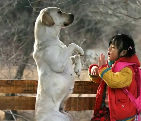 Искренние лапы (2006) скачать торрент бесплатно Искренние лапы (2006) фильм скачать торрент бесплатно