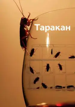 Таракан / Cockroach (2010) cериал скачать через торрет бесплатно в хорошем качестве