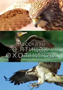 Рассказы о птицах-охотниках / Tales of the Avian Hunters (2011) cериал скачать через торрет бесплатно в хорошем качестве