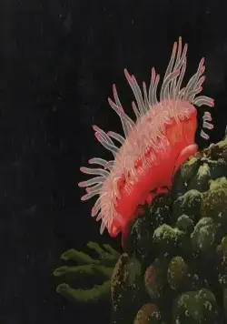 Светлячок (1978) скачать торрент бесплатно Светлячок (1978) мультфильм скачать торрент бесплатно