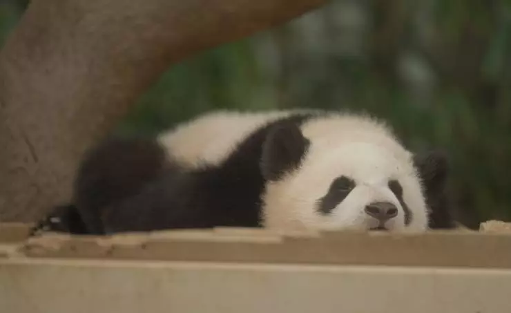 Мой друг панда (2024) скачать торрент файл Мой друг панда (2024) фильм скачать торрент файл