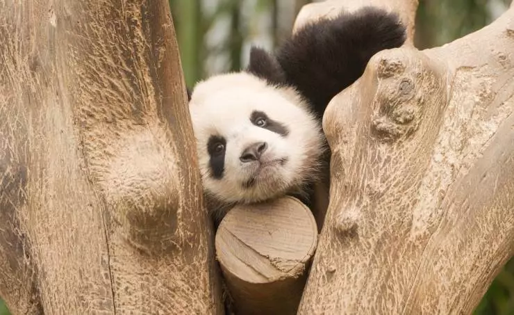 Мой друг панда (2024) скачать торрент бесплатно Мой друг панда (2024) фильм скачать торрент бесплатно