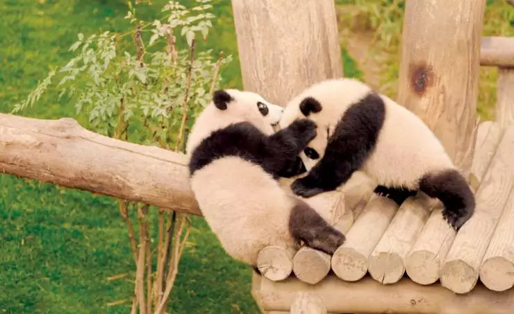 Мой друг панда (2024) в хорошем качестве скачать торрент файл Мой друг панда (2024) фильм в хорошем качестве скачать торрент файл