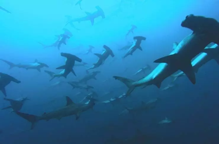 Глубина (2003) в хорошем качестве скачать торрент файл Глубина (2003) фильм в хорошем качестве скачать торрент файл