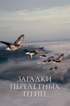 Загадки перелётных птиц / Les routes secrètes des oiseaux migrateurs (2014) фильм скачать через торрет бесплатно в хорошем качестве