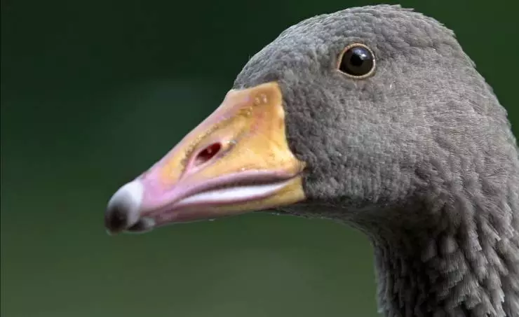 Загадки перелётных птиц (2014) скачать торрент бесплатно Загадки перелётных птиц (2014) фильм скачать торрент бесплатно