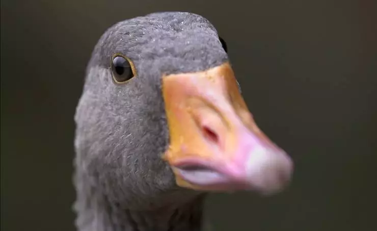 Загадки перелётных птиц (2014) скачать торрент файл Загадки перелётных птиц (2014) фильм скачать торрент файл