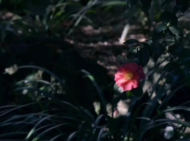 Сад камелий (2020) скачать торрент файл Сад камелий (2020) фильм скачать торрент файл