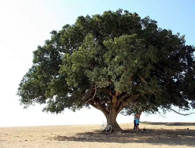 Безумная земля (2006) скачать торрент бесплатно Безумная земля (2006) фильм скачать торрент бесплатно