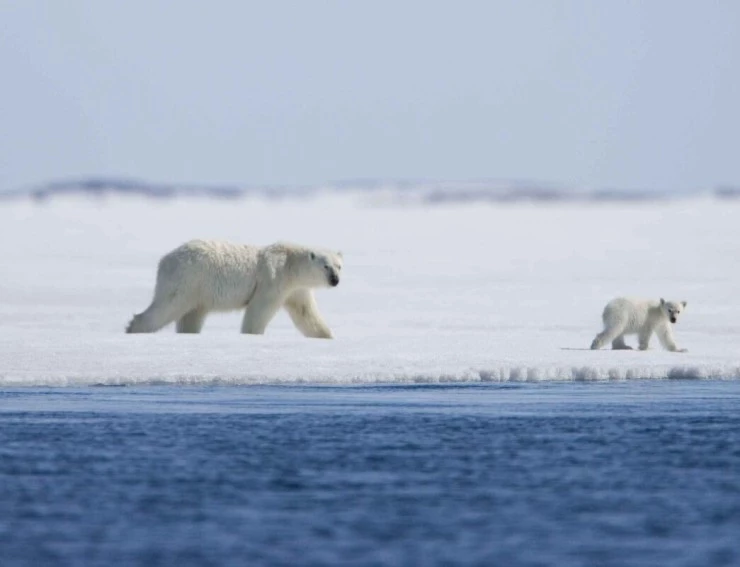 Мишка на Севере (2006) скачать торрент бесплатно Мишка на Севере (2006) фильм скачать торрент бесплатно